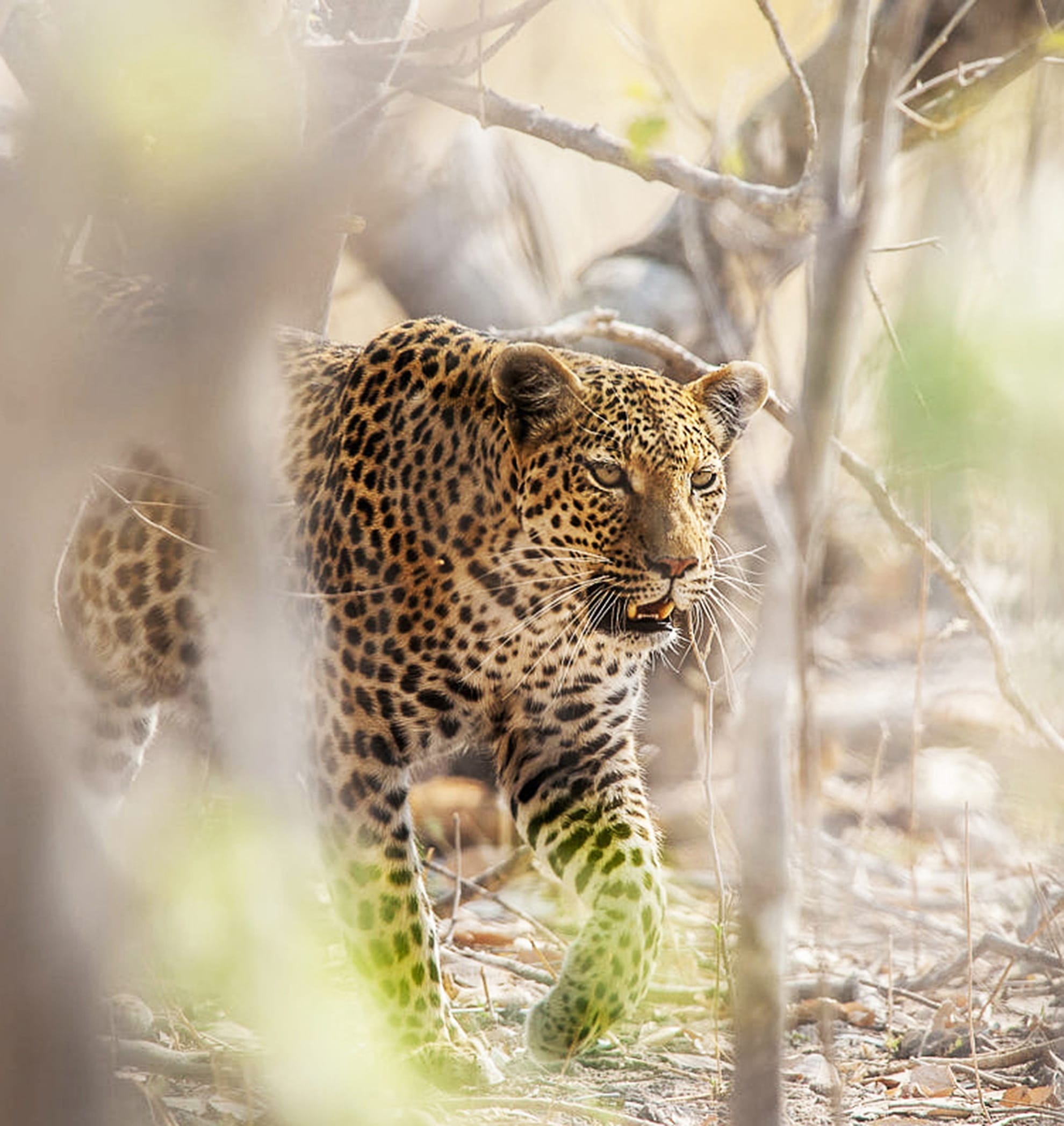 A leopard with golden fur and dark rosettes walks stealthily through dry, sparse forest undergrowth