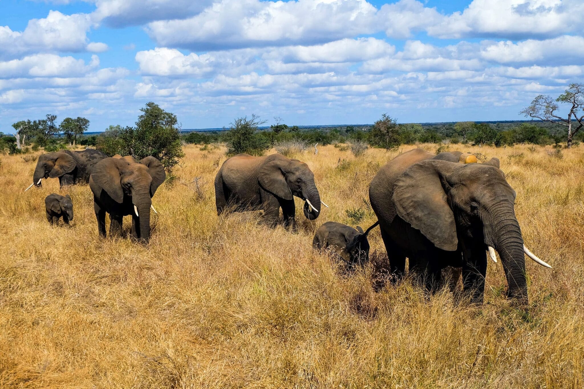 A herd of elephants, including adults and a calf, walks through tall golden grass in a savanna