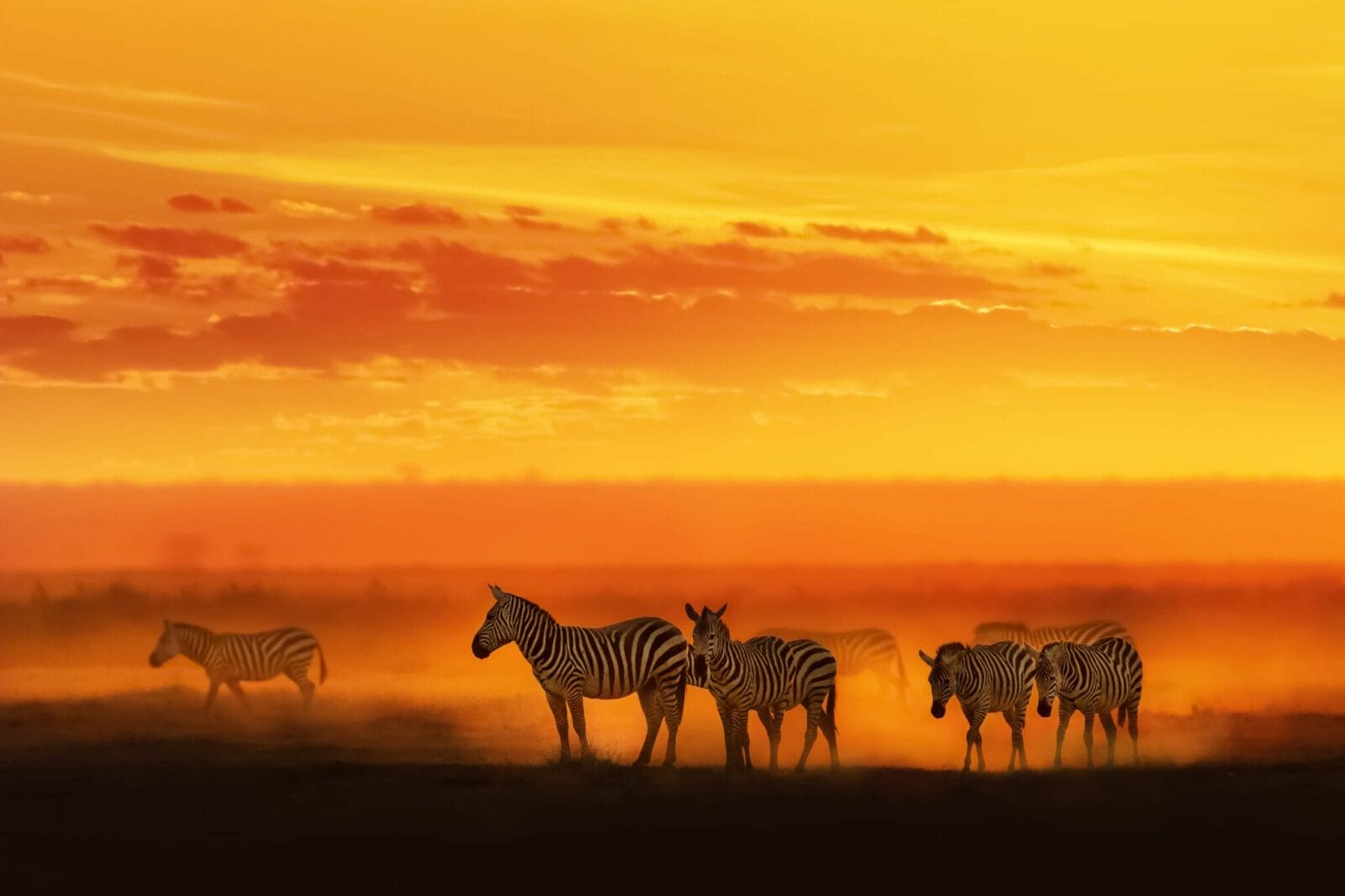 A group of zebras stands on dusty ground in an open plain at sunset