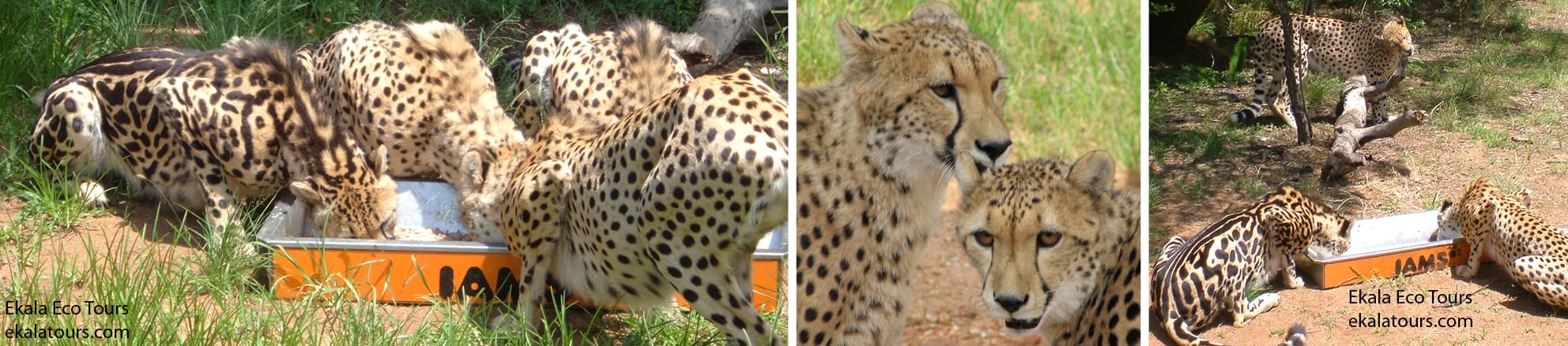 Three cheetahs feed from a labelled container in two photos; in the middle