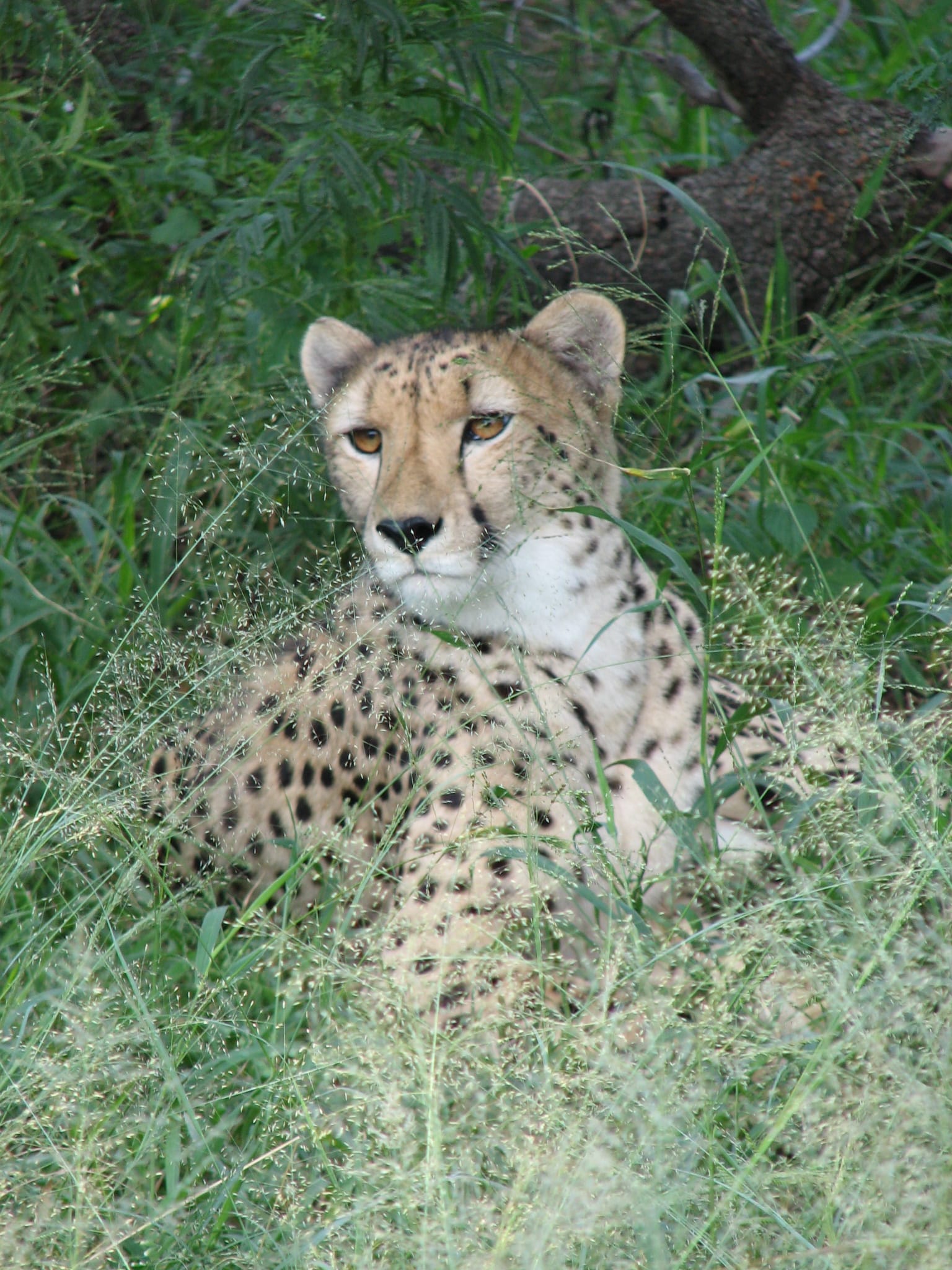 A cheetah with a spotted coat lies partially hidden in tall green grass, looking alertly to the left