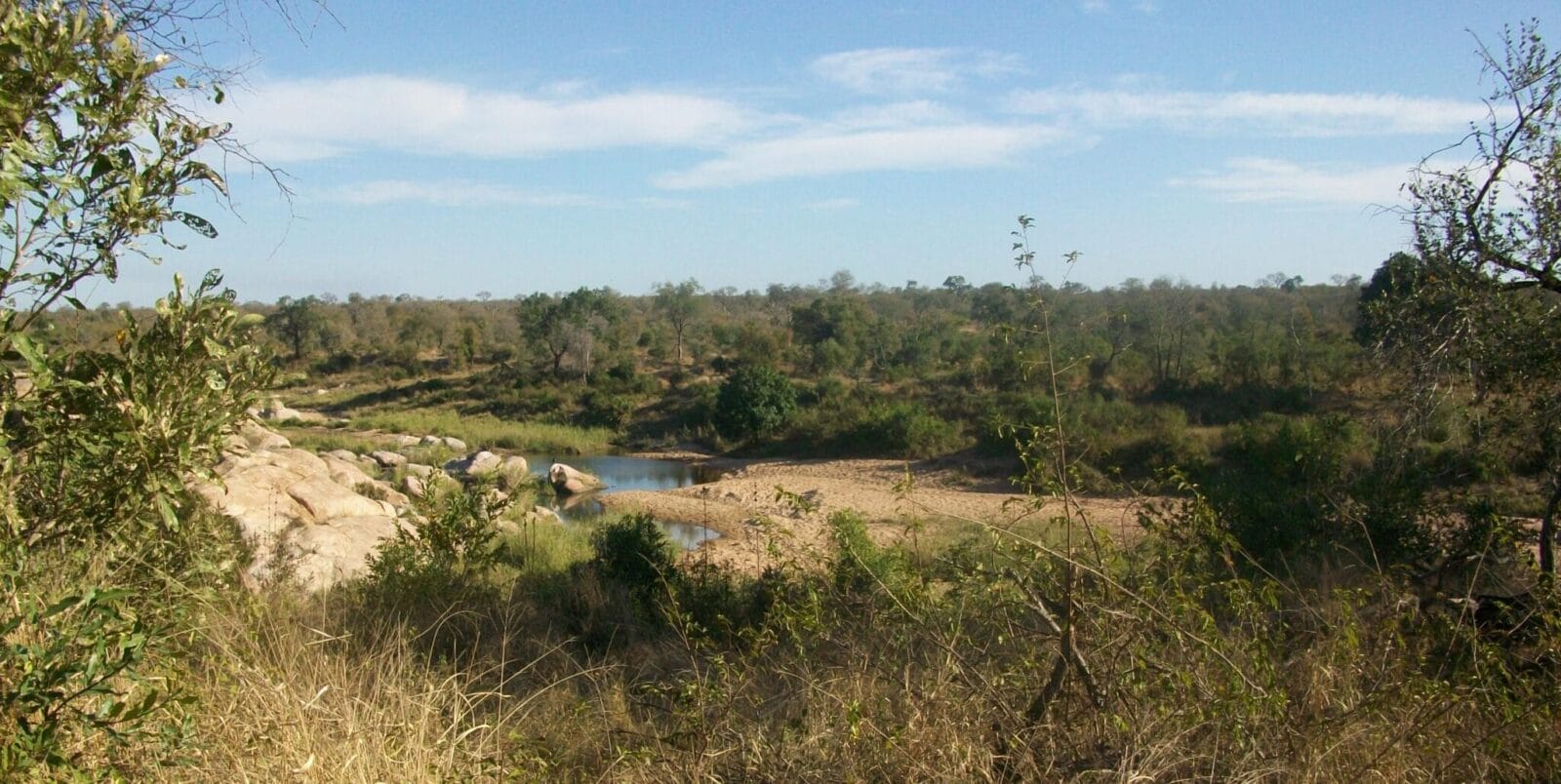 A savanna landscape with dry grass, scattered bushes, and trees