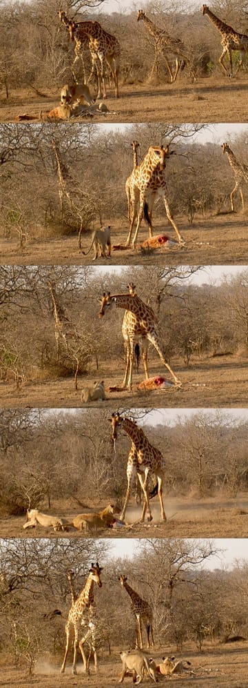 A sequence of five images shows a giraffe confronting lions feeding on a giraffe carcass in a dry